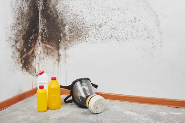 Best Mold Removal Specialists  in Choudrant, LA