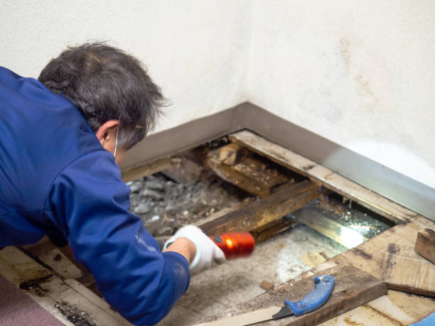 Best Fast Mold Removal  in Choudrant, LA