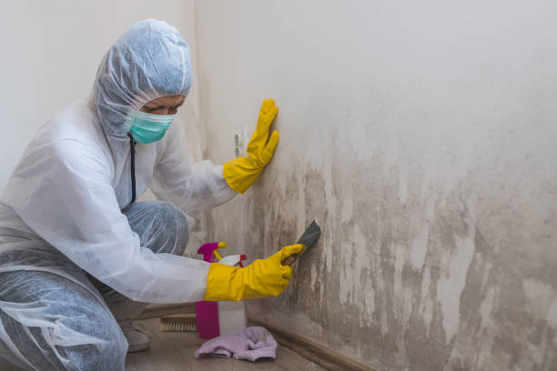 Best Commercial Mold Removal  in Choudrant, LA