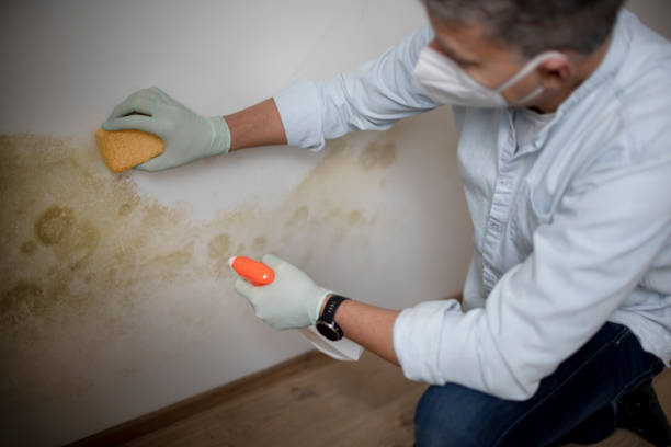 Best Mold Testing  in Choudrant, LA