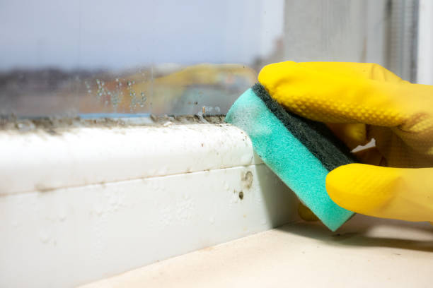 Best Water Damage Restoration  in Choudrant, LA