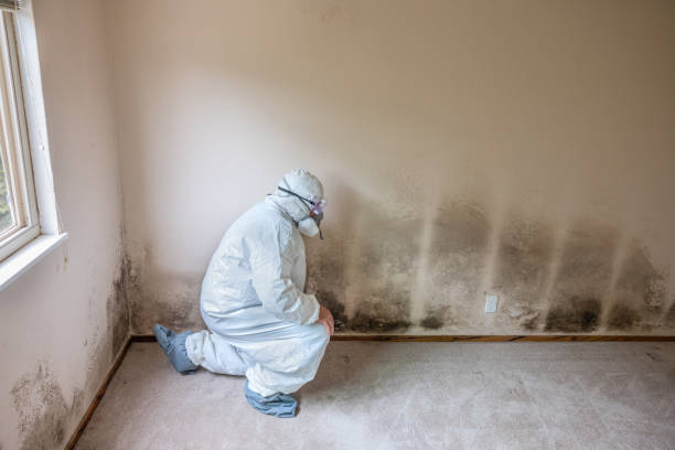 Best Toxic Mold Removal  in Choudrant, LA