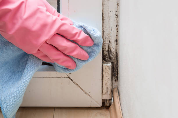 Best Certified Mold Removal  in Choudrant, LA