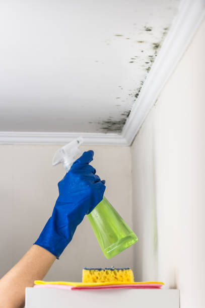 Best Best Mold Removal Companies  in Choudrant, LA